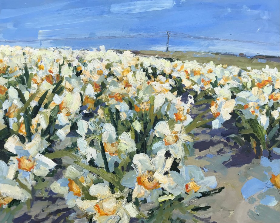 Narcissi field - oil painting